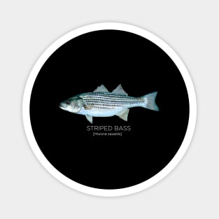 Scientific Striped Bass For Surf Striper Fisher Magnet